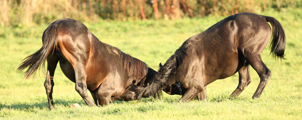Jhrlingshengste - Foto: Gabriele - Trakehner Gestt Hmelschenburg