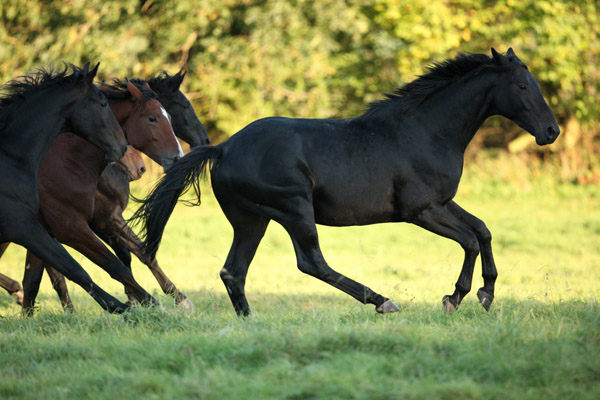 Jhrlingshengste - Foto: Gabriele - Trakehner Gestt Hmelschenburg