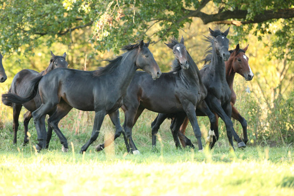 Jhrlingshengste - Foto: Gabriele - Trakehner Gestt Hmelschenburg