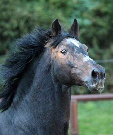 Trakehner Hengst Exclusiv im 20. Lebensjahr - Foto: Gabriele - Trakehner Gestt Hmelschenburg