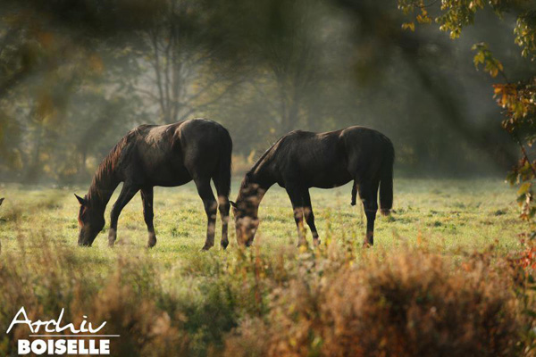 in der Gruppe der Jhrlingshengste  - Foto: Gabriele - Trakehner Gestt Hmelschenburg