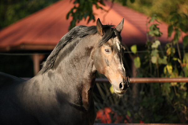 Trakehner Hengst Exclusiv im 20. Lebensjahr - Foto: Gabriele - Trakehner Gestt Hmelschenburg