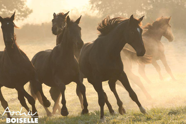 in der Gruppe der Jhrlingshengste  - Foto: Gabriele - Trakehner Gestt Hmelschenburg