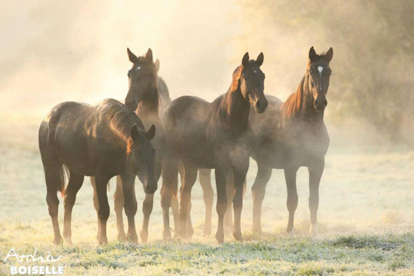 Trakehner Hengst Exclusiv im 20. Lebensjahr - Foto: Gabriele - Trakehner Gestt Hmelschenburg