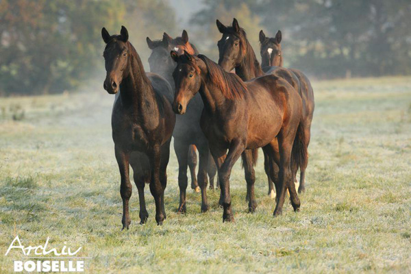 Die Junghengste - Foto: Gabriele - Trakehner Gestt Hmelschenburg