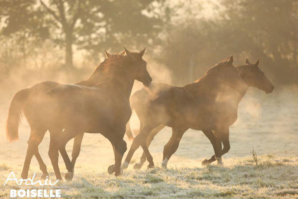 in der Gruppe der Jhrlingshengste  - Foto: Gabriele - Trakehner Gestt Hmelschenburg