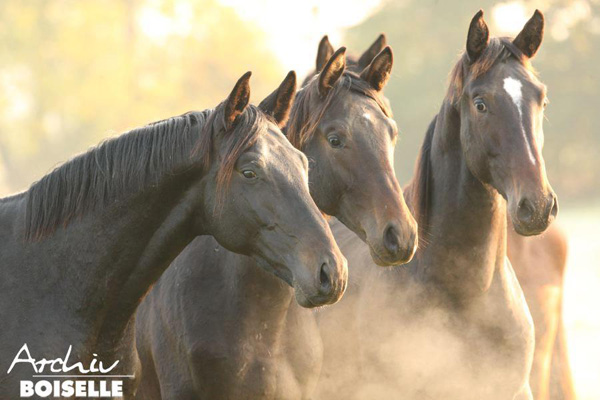 Trakehner Hengst Exclusiv im 20. Lebensjahr - Foto: Gabriele - Trakehner Gestt Hmelschenburg
