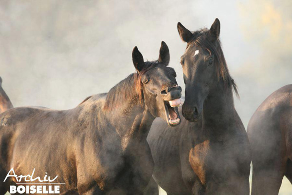 Die Junghengste - Foto: Gabriele - Trakehner Gestt Hmelschenburg