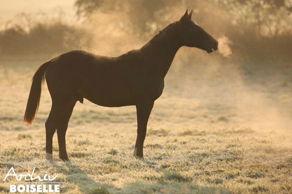 in der Gruppe der Jhrlingshengste  - Foto: Gabriele - Trakehner Gestt Hmelschenburg