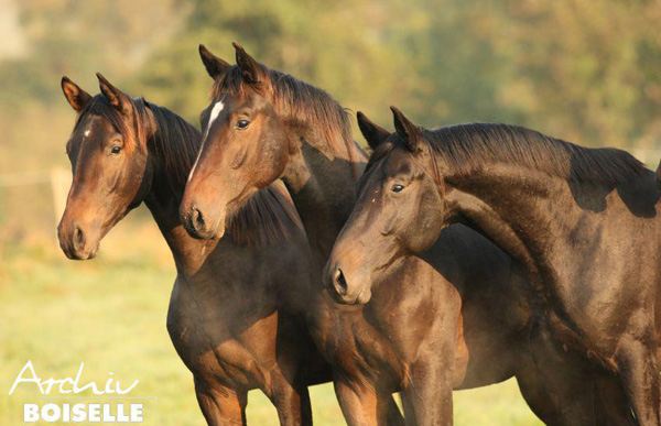 Die Junghengste - Foto: Gabriele - Trakehner Gestt Hmelschenburg