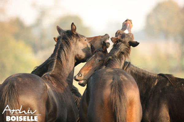 in der Gruppe der Jhrlingshengste  - Foto: Gabriele - Trakehner Gestt Hmelschenburg