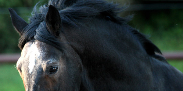 Trakehner Hengst Exclusiv im 20. Lebensjahr - Foto: Gabriele - Trakehner Gestt Hmelschenburg