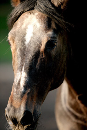 Trakehner Hengst Exclusiv im 20. Lebensjahr - Foto: Gabriele - Trakehner Gestt Hmelschenburg
