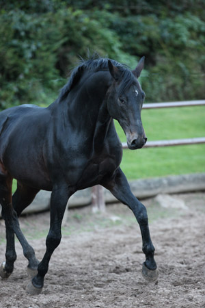 Trakehner Hengst Summertime von Michelangelo x Arogno - Foto: Gabriele - Trakehner Gestt Hmelschenburg