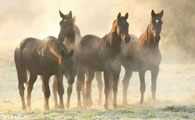Foto Gabriele Boiselle - Trakehner  Gestt Hmelschenburg