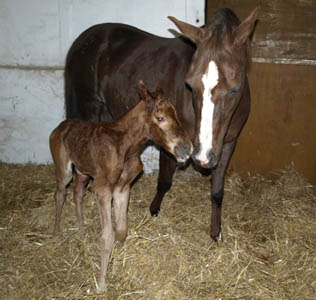Trakehner Stutfohlen von Freudenfest, Zchter: Melanie Broberg