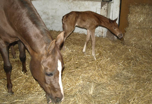 Trakehner Stutfohlen von Freudenfest, Zchter: Melanie Broberg