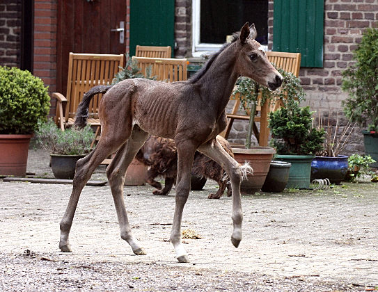 Hengstfohlen von Saint Cyr u.d. In Vina v. Kentucky - Foto: Bick-Spilles
