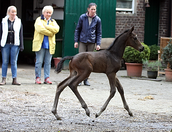 Hengstfohlen von Saint Cyr u.d. In Vina v. Kentucky - Foto: Bick-Spilles