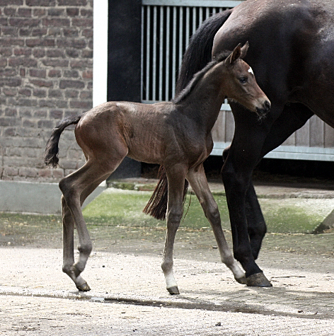 Hengstfohlen von Saint Cyr u.d. In Vina v. Kentucky - Foto: Bick-Spilles