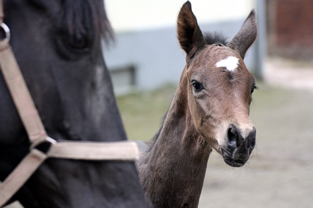 Hengstfohlen von Saint Cyr u.d. In Vina v. Kentucky - Foto: Bick-Spilles