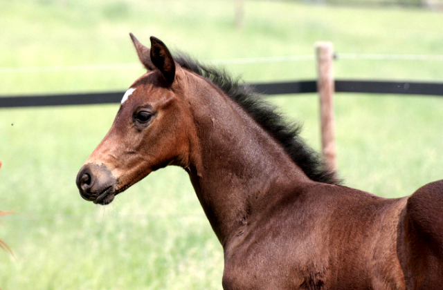 Hengstfohlen von Saint Cyr u.d. In Vina v. Kentucky - Foto: Bick-Spilles