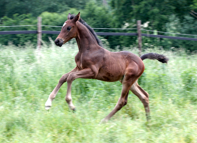Hengstfohlen von Saint Cyr u.d. In Vina v. Kentucky - Foto: Bick-Spilles