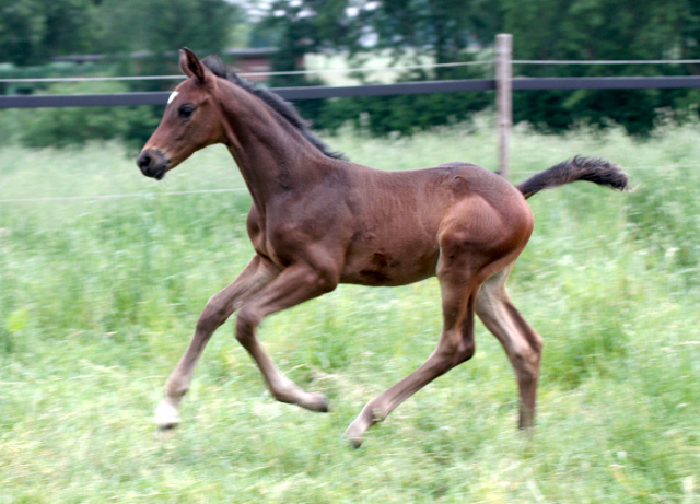 Hengstfohlen von Saint Cyr u.d. In Vina v. Kentucky - Foto: Bick-Spilles