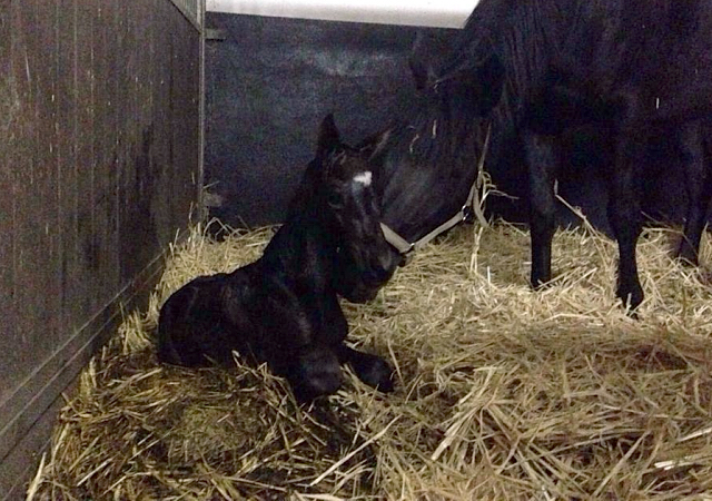Hengstfohlen von Saint Cyr u.d. In Vina v. Kentucky - Foto: Bick-Spilles