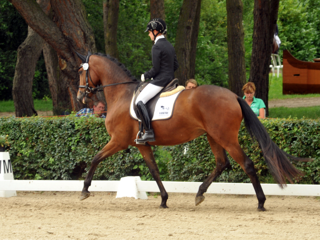 Sieger der Stutenleistungsprfung: Katniss Everdeen v. Saint Cyr - Gestt Schplitz - copyright Bernhard Langels, Trakehner Gestt Hmelschenburg