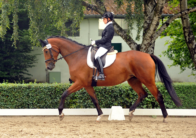 Trakehner Stute GALATEA von Syriano u.d. Pr.St. Gracia Patricia II v. Alter Fritz - Gestt Schplitz - Foto: Beate Langels