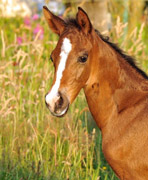 Stutfohlen von Saint Cyr x Friedensfrst - Foto: Beate Langels