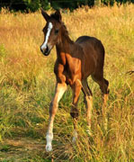 Stutfohlen von Saint Cyr x Friedensfrst - Foto: Beate Langels