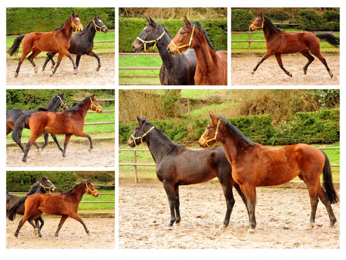  Trakehner Gestt Hmelschenburg - 1. Februar 2018 - Foto: Beate Langels