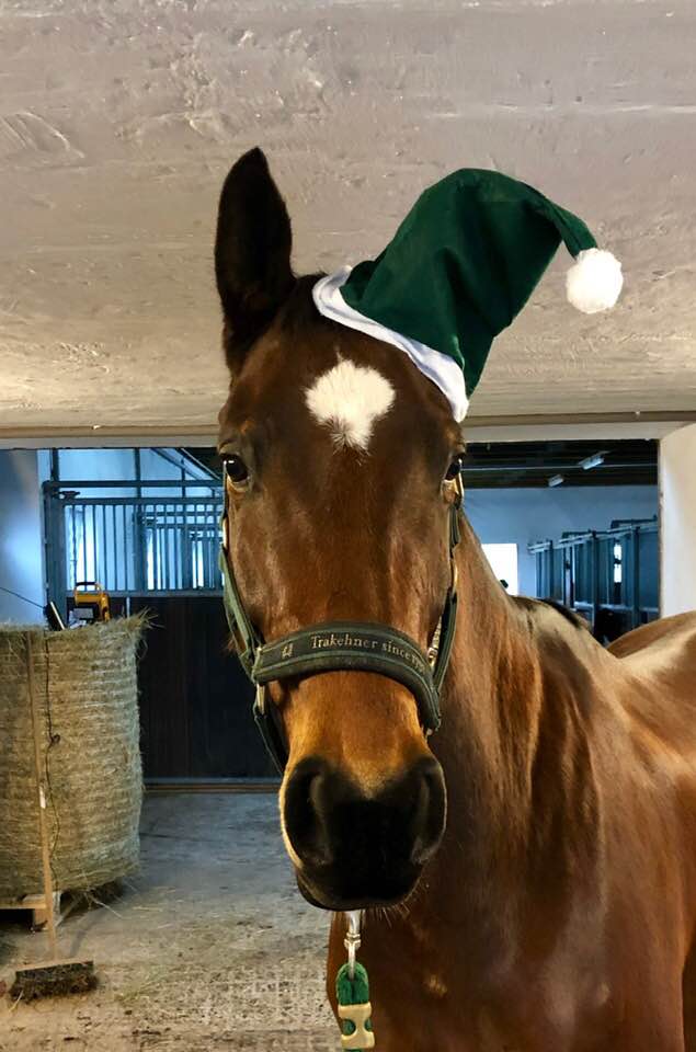 Ascari von Freudenfest x Lauries Crusador xx - Foto: Christians - Trakehner Gestt Hmelschenburg