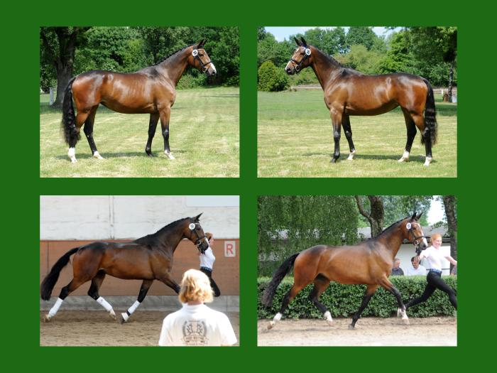 04.06.2022 Taluna v. Alter Fritz u.d. Pr.u.StPrSt. Tacyra v. Saint Cyr - Trakehner Gestt Hmelschenburg - 
Foto: Beate Langels