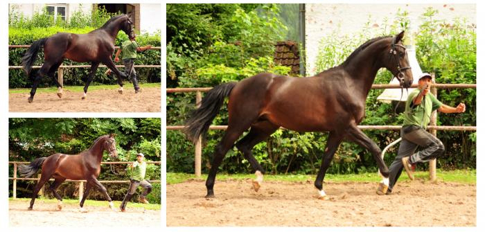 2jhriger Trakehner Hengst v. Saint Cyr x Easy Game  - im August 2017 - Beate Langels Gestt Hmelschenburg