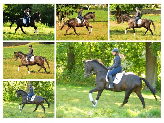 Valentine - Trakehner Stute von High Motion u.d. Elitestute Vicenza v. Showmaster - Foto: Beate Langels - Trakehner Gestt Hmelschenburg