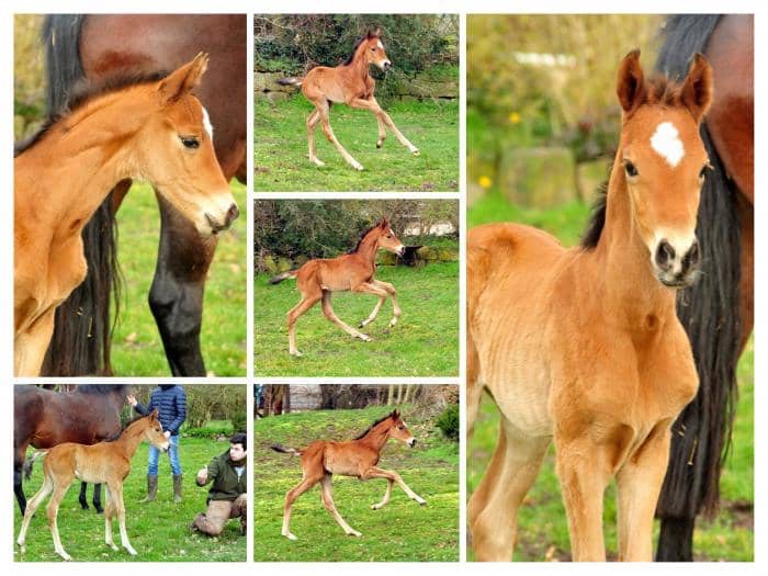 Drei Tage alt: Stutfohlen von Zauberdeyk u.d. Pr.u.StPrSt. Katniss Everdeen v. Saint Cyr
 - Trakehner Gestt Hmelschenburg - Beate Langels - Foto: Beate Langels