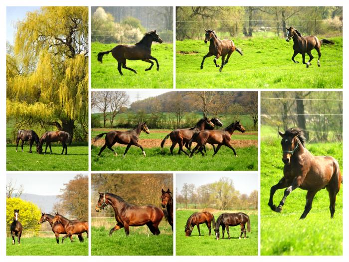 Zweijhrige Trakehner Hengste - Gestt Hmelschenburg -  - copyright by Beate Langels