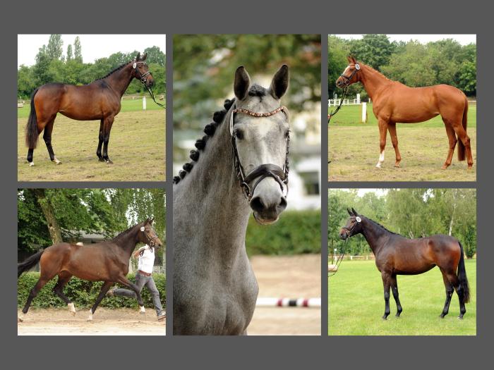 Fnf Hmelschenburger Stuten auf dem Prmienring - Fotos: Beate Langels - Trakehner Gestt Hmelschenburg