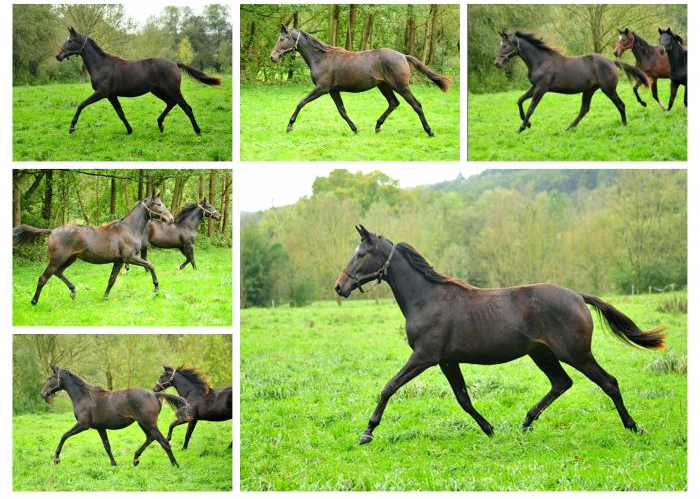 Die Jhrlingsstuten am 8. Oktober 2017 - Trakehner Gestt Hmelschenburg - Foto: Beate Langels