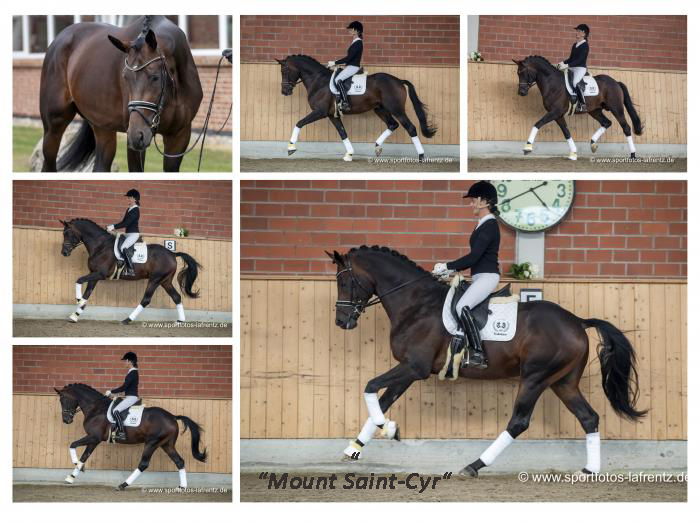 Mount Saint-Cyr v. Saint Cyr - Trakehner Gestt Hmelschenburg - Beate Langels