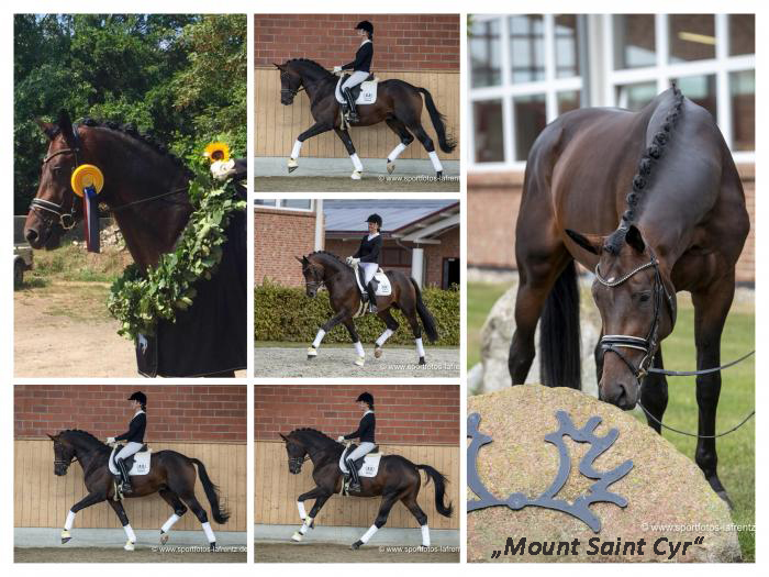 Mount Saint-Cyr v. Saint Cyr - Trakehner Gestt Hmelschenburg - Beate Langels