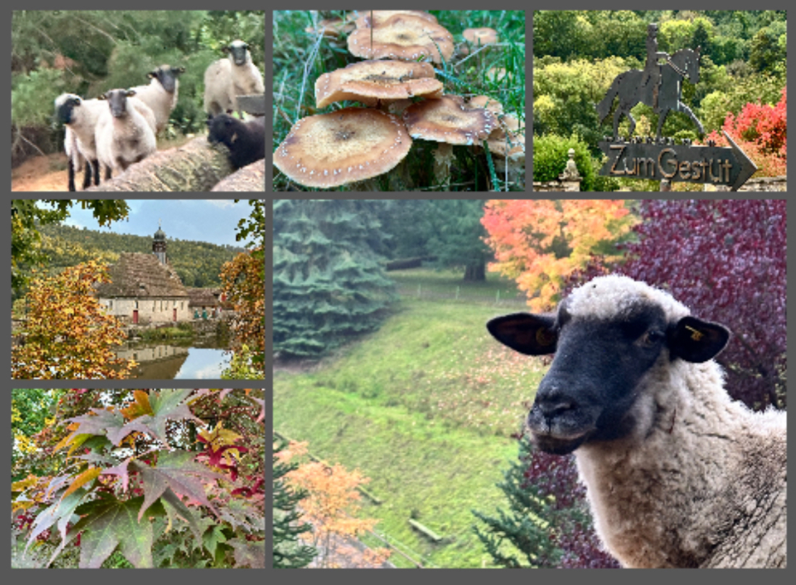 Oktober 2025 in Hmelschenburg - Foto: Beate Langels - Trakehner Gestt Hmelschenburg