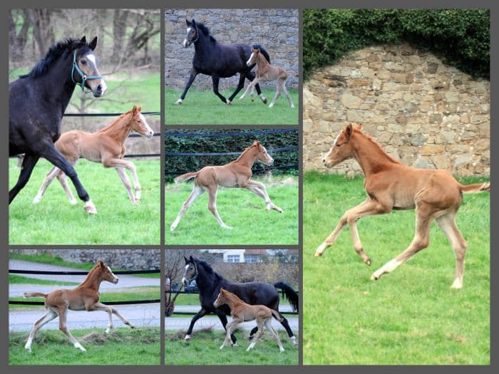 Trs Unique - Trakehner Filly by His Moment out of Pr.a.StPrSt. Tacyra by Saint Cyr - Foto: Beate Langels - Trakehner Gestt Hmelschenburg