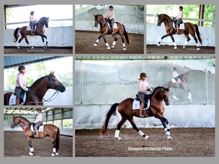 Prmienhengst Klassic Motion von High Motion u.d. Pr.St. Karida v. Oliver Twist - Trakehner Gestt Hmelschenburg - Beate Langels