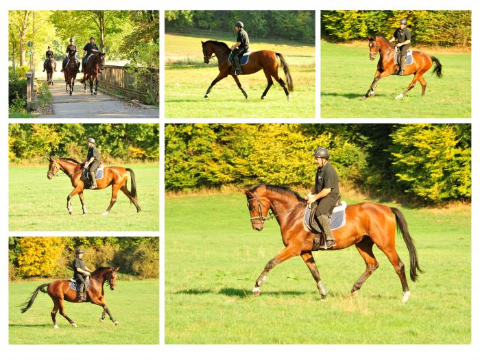 Ausritt im Oktober - Trakehner Gestt Hmelschenburg - Beate Langels