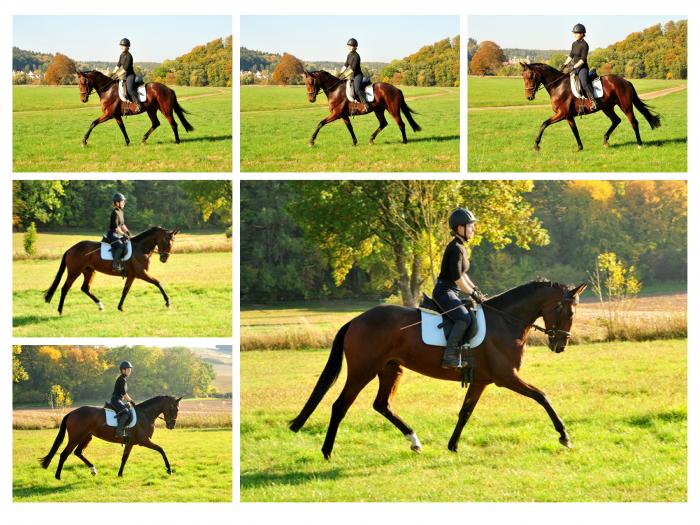 Ausritt im Oktober - Trakehner Gestt Hmelschenburg - Beate Langels