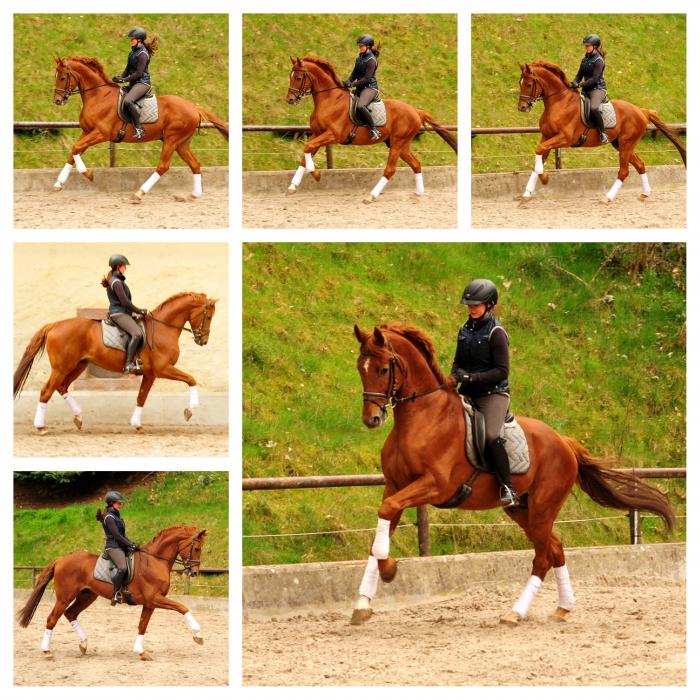 Zauberdeyk v. Van Deyk - Trakehner Gestt Hmelschenburg - 
copyright by Beate Langels